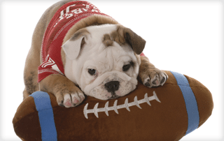 puppy bowl marketing niche