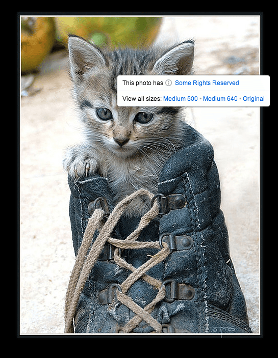 Flickr kitten in shoe