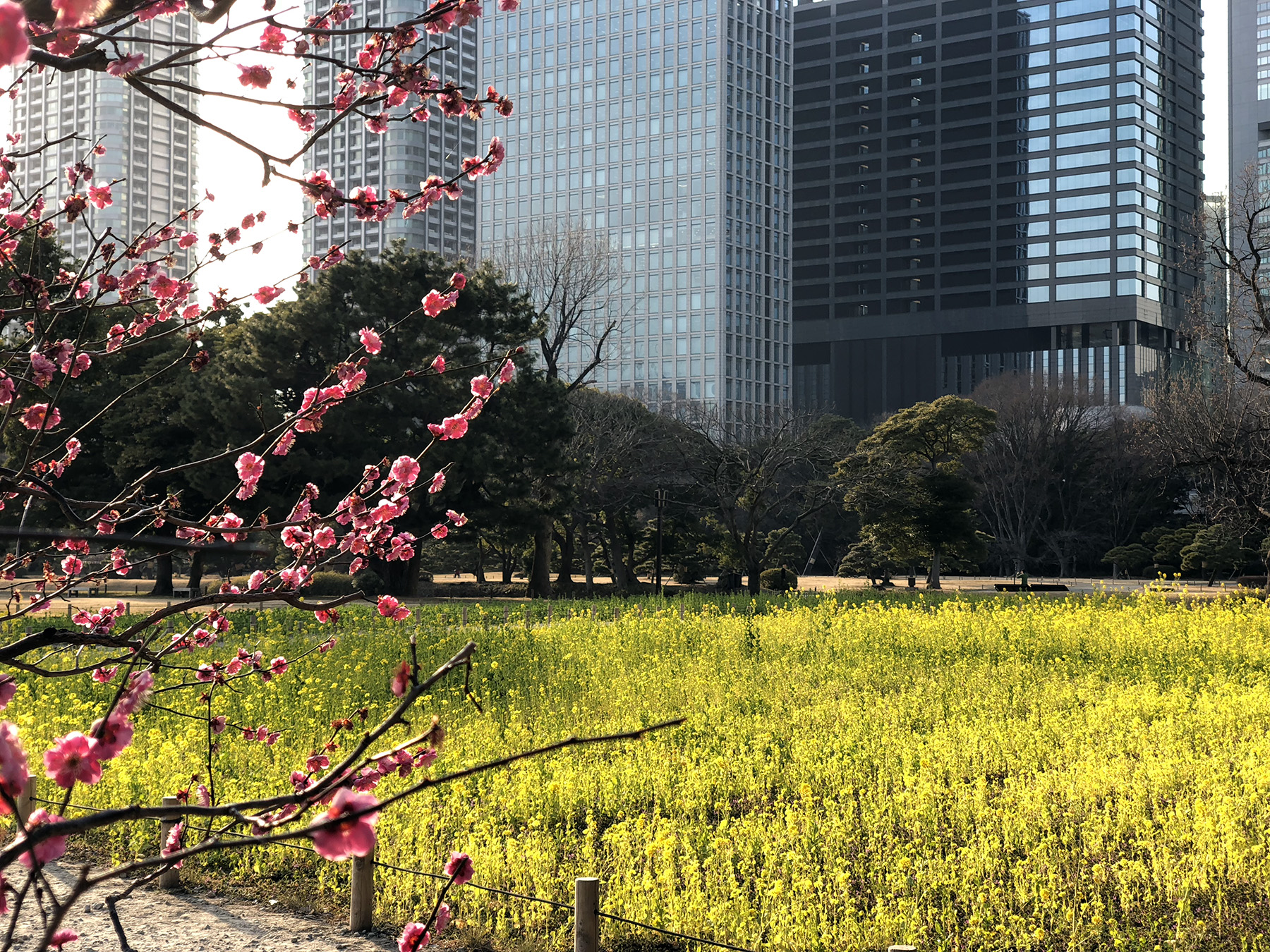 Where to Stay in Tokyo: Spring